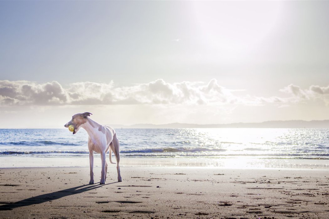 Weißer Hund An Land