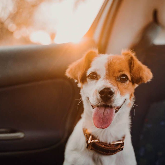 Ein Hund auf der Rückbank eines Autos