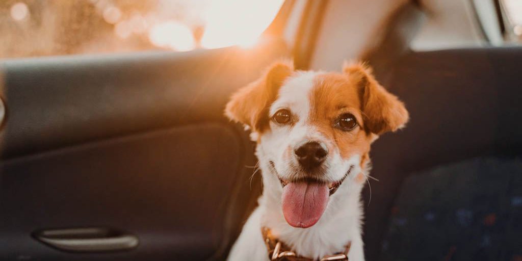 Ein Hund auf der Rückbank eines Autos