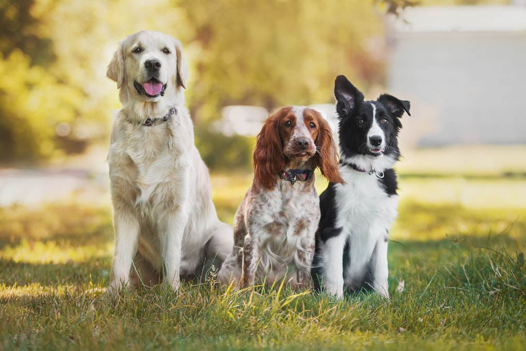 DOGandTRAVEL Die Beliebtesten Hunderassen In Deutschland