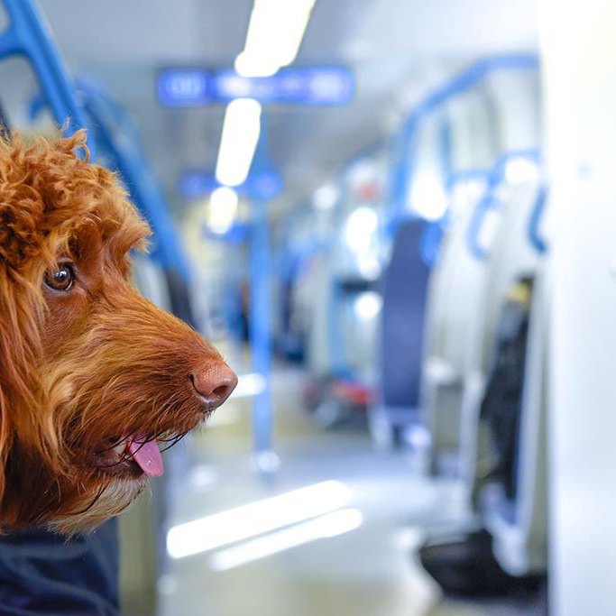 Ein braun gelockter Hund sitzt auf einem Platz in einem ZUg und schaut auf den Gang