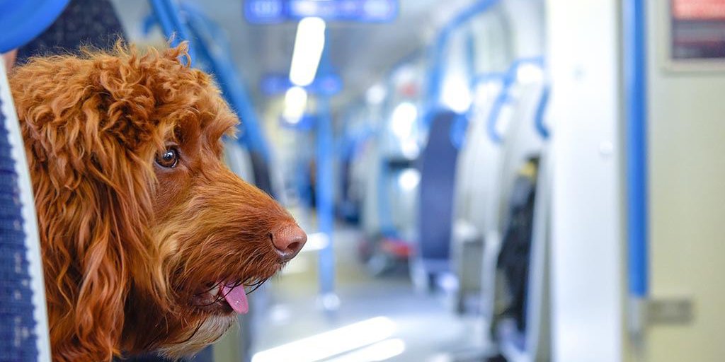 Ein braun gelockter Hund sitzt auf einem Platz in einem ZUg und schaut auf den Gang