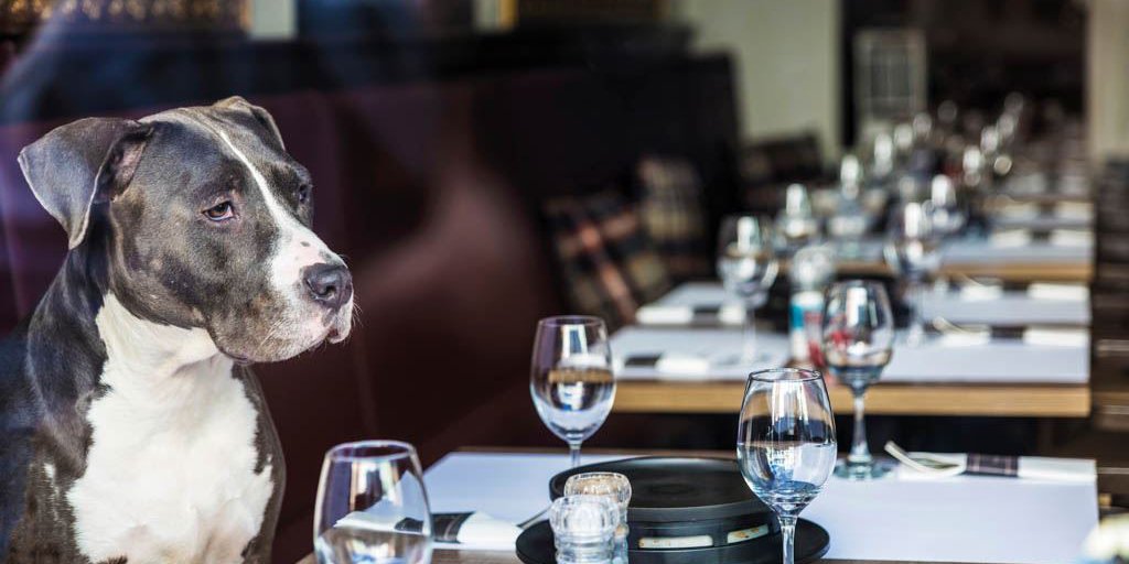 Ein Hund sitzt in einem Restaurant an einem gedeckten Tisch und schaut darauf. Vor ihm Besteck und leere Weihngläser