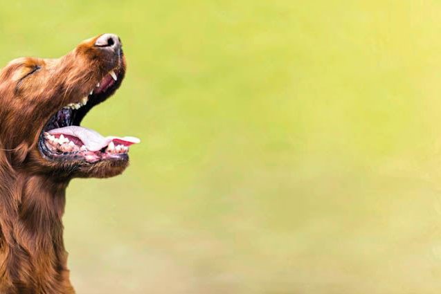 Ein brauner Hund bellt und hält die Augen geschlossen