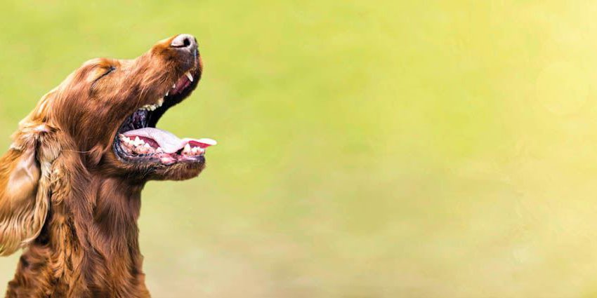 Ein brauner Hund bellt und hält die Augen geschlossen