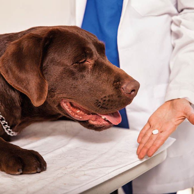 Ein brauer großer Hund liegt auf dem Behandlungstisch es Zahnarztes. Eine Ärztin hält auf der flachen Hand eine weiße Tablette und zeigt sie dem Hund.