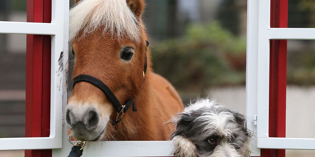 Ein Pferd und ein Hund schauen gemeinsam aus einem rot-weiß gestrichenen Holzfenster